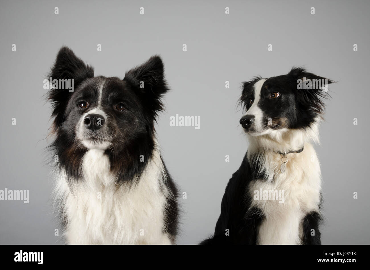 Border Collies, Regno Unito. Foto Stock