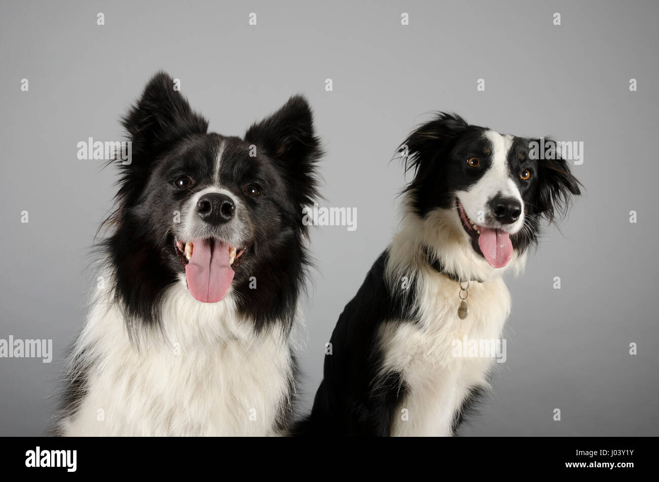 Border Collies, Regno Unito. Foto Stock