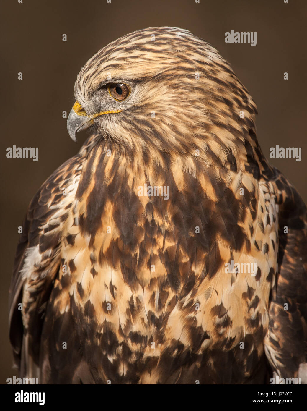 Rough-zampe Hawk Foto Stock
