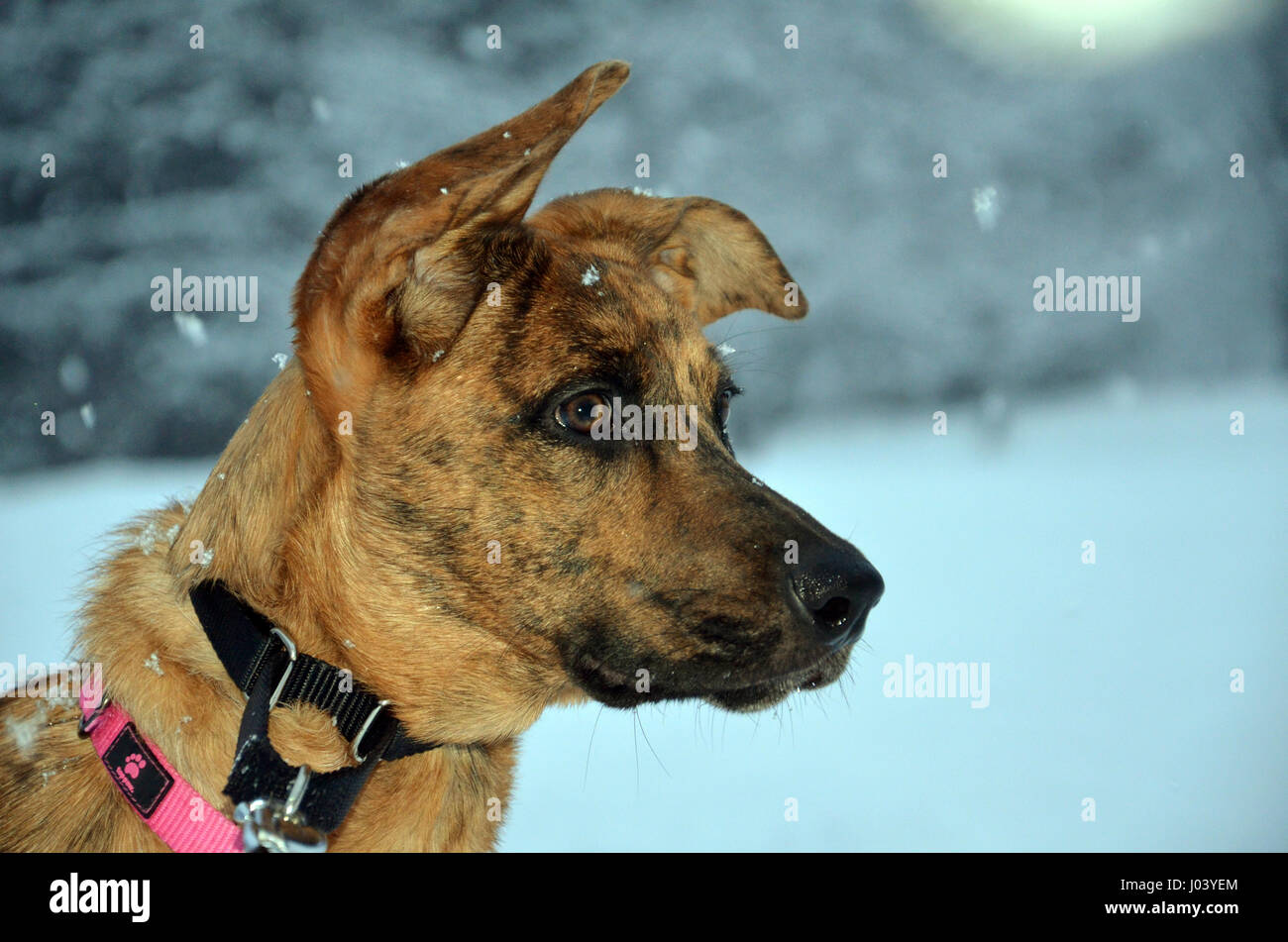 Cane nella neve Foto Stock