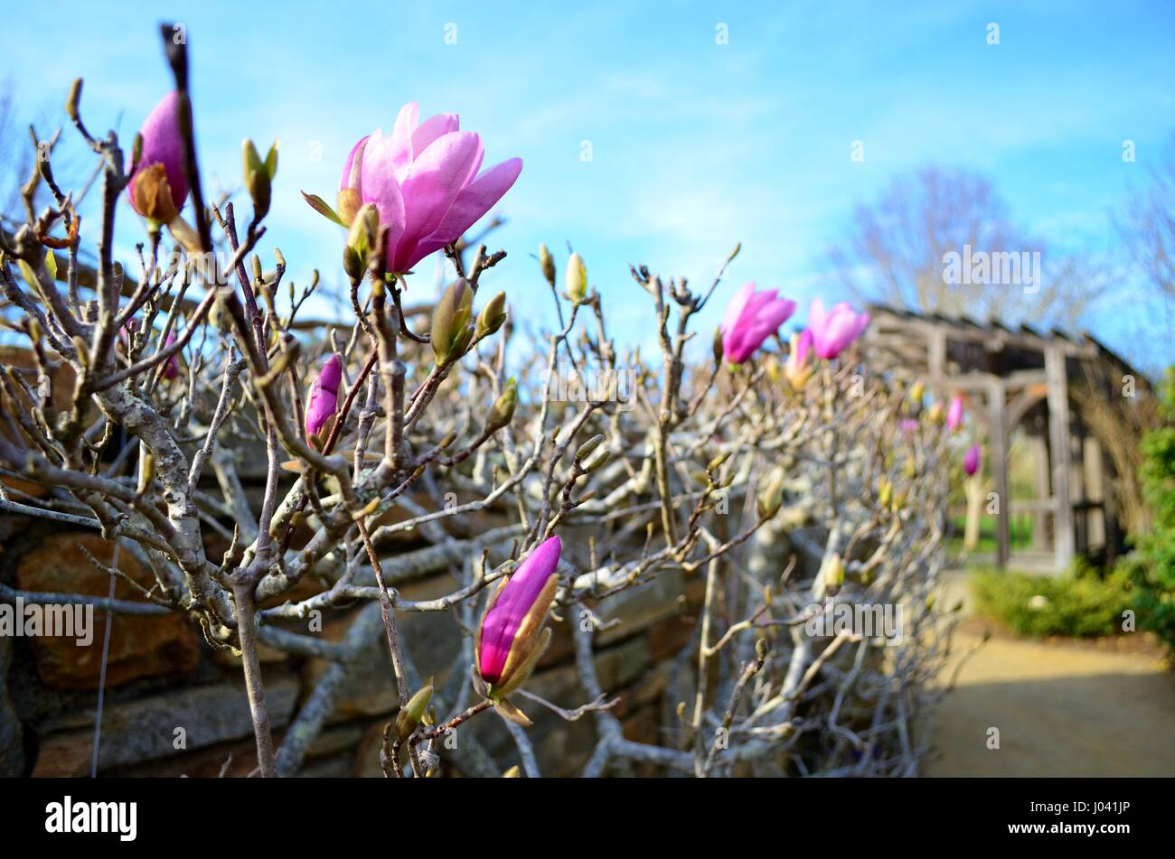 Un'immagine ravvicinata rivela magnolie in fiore in North Carolina Arboretum in Asheville NC. Foto Stock
