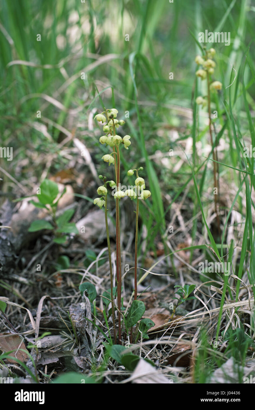 Round-lasciava wintergreen Pyrola rotundifolia Vercors Francia Foto Stock