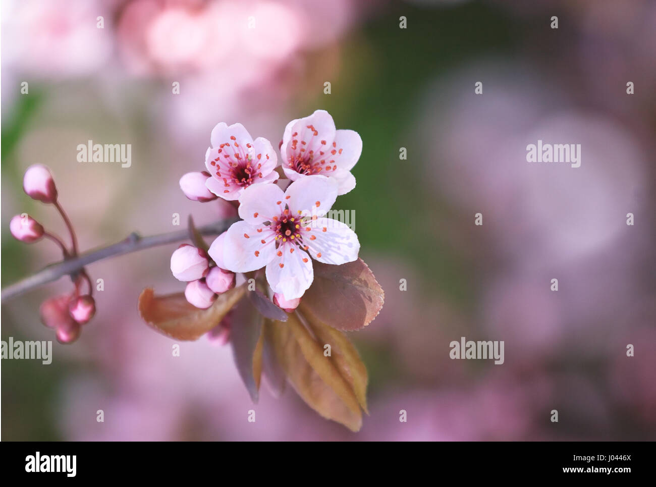 Blossom tree sulla natura dello sfondo. Fiori di Primavera Foto Stock