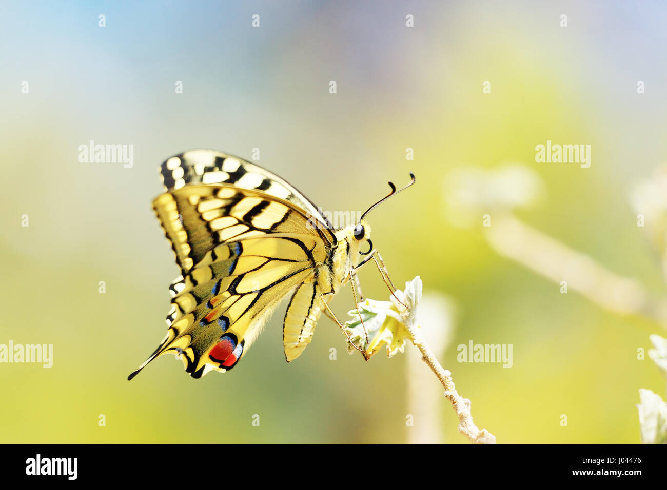 Farfalla colorata seduto sul fiore Foto Stock