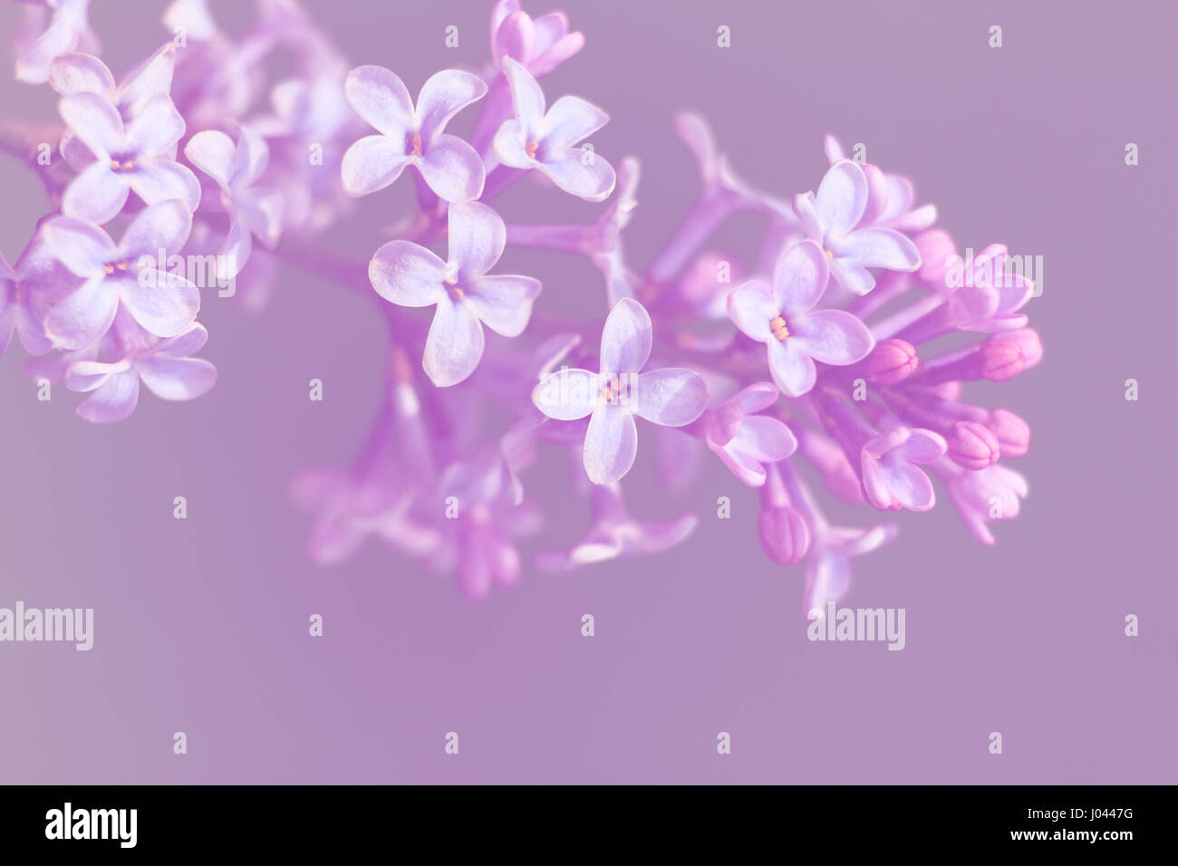 Close-up immagine di lillà della molla fiori viola, astratto morbido sfondo floreale Foto Stock