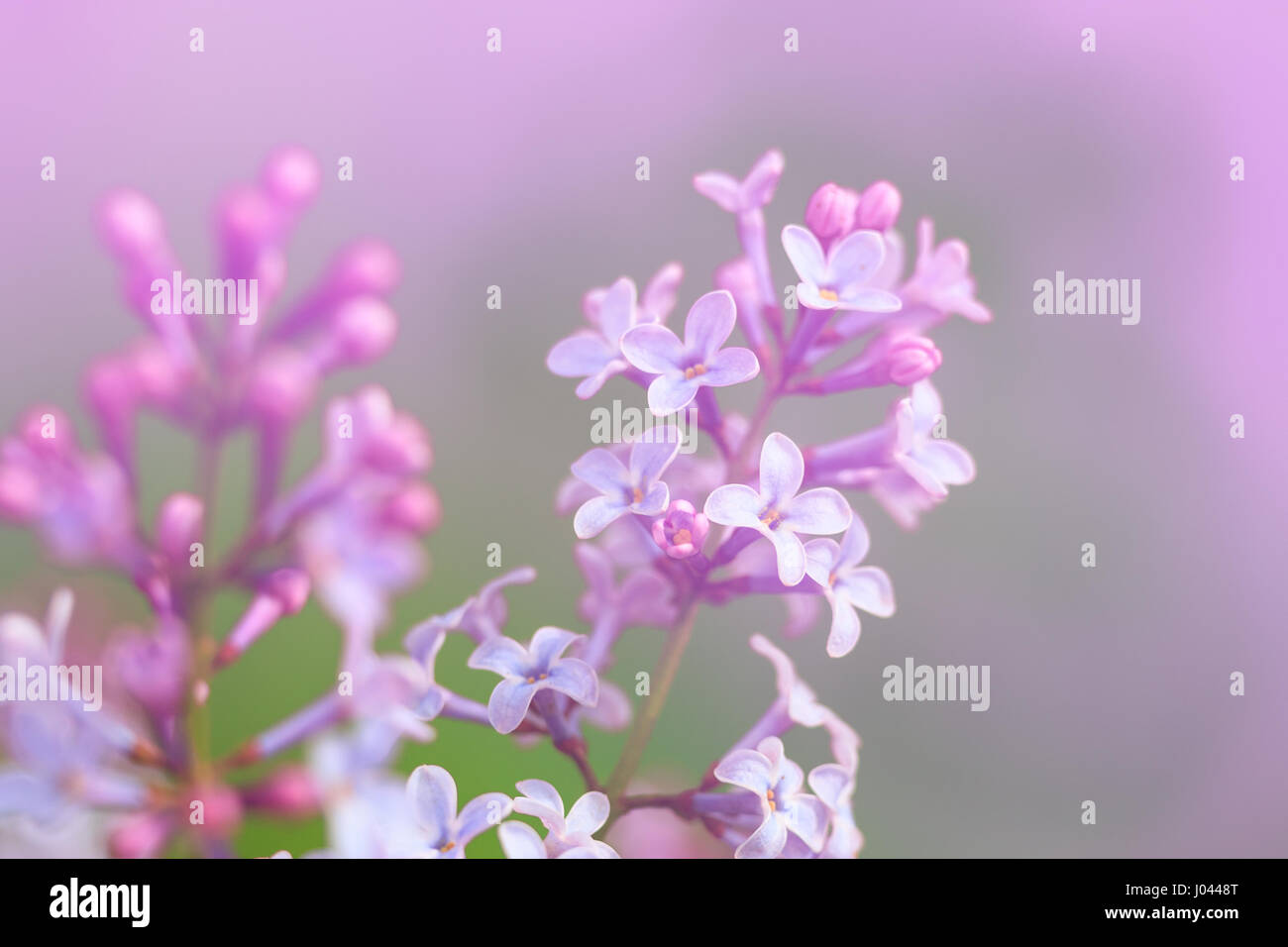 Close up di fiori lilla Foto Stock