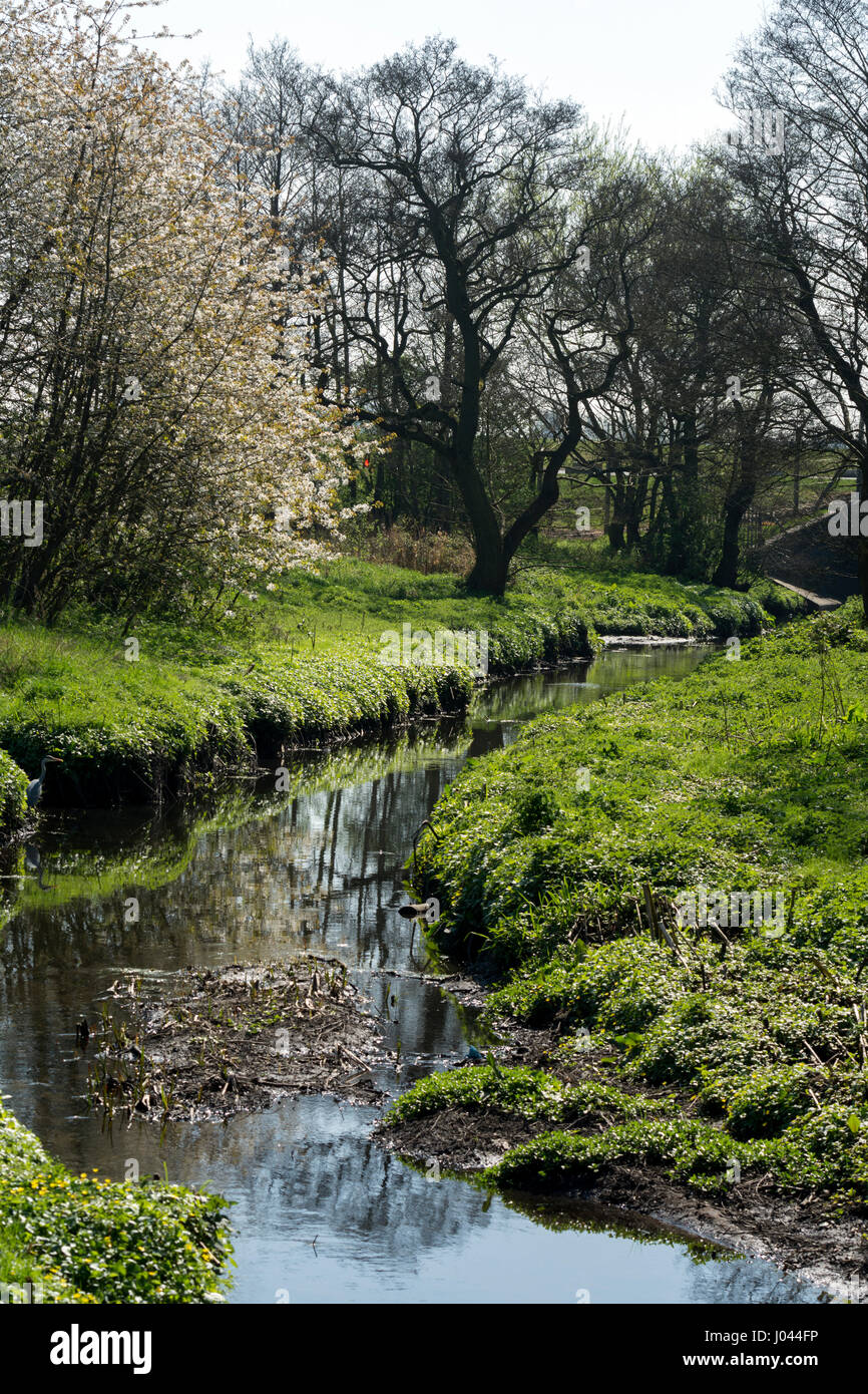 Il fiume Cole in primavera a Sheldon Country Park, Birmingham, West Midlands, Regno Unito Foto Stock