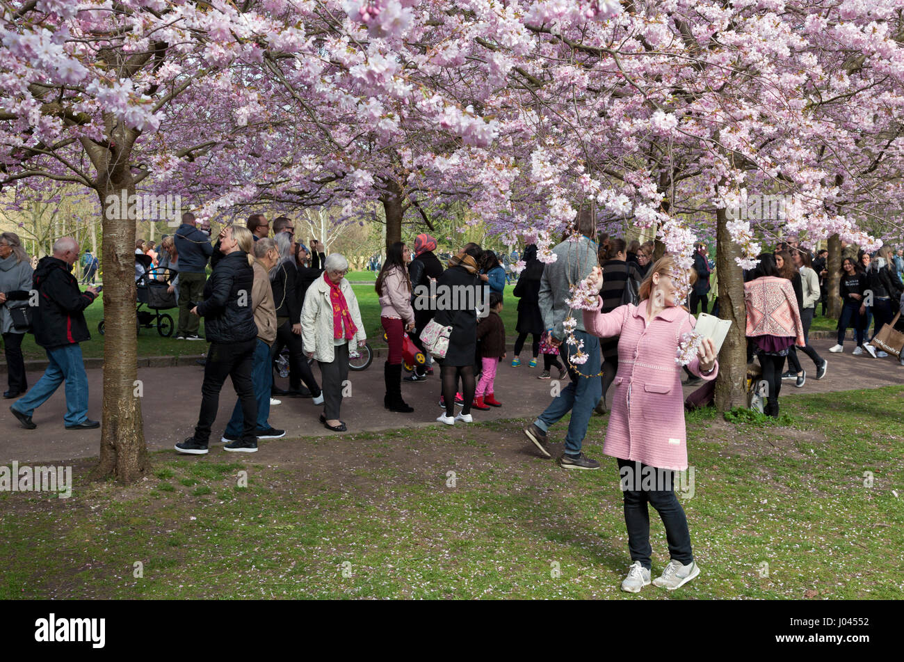 Il Fiore di Ciliegio Avenue al cimitero Bispebjerg, Copenaghen, Danimarca, ha visto un visitatore boom negli ultimi anni. Un sacco di tiro selfie visitatori. Foto Stock