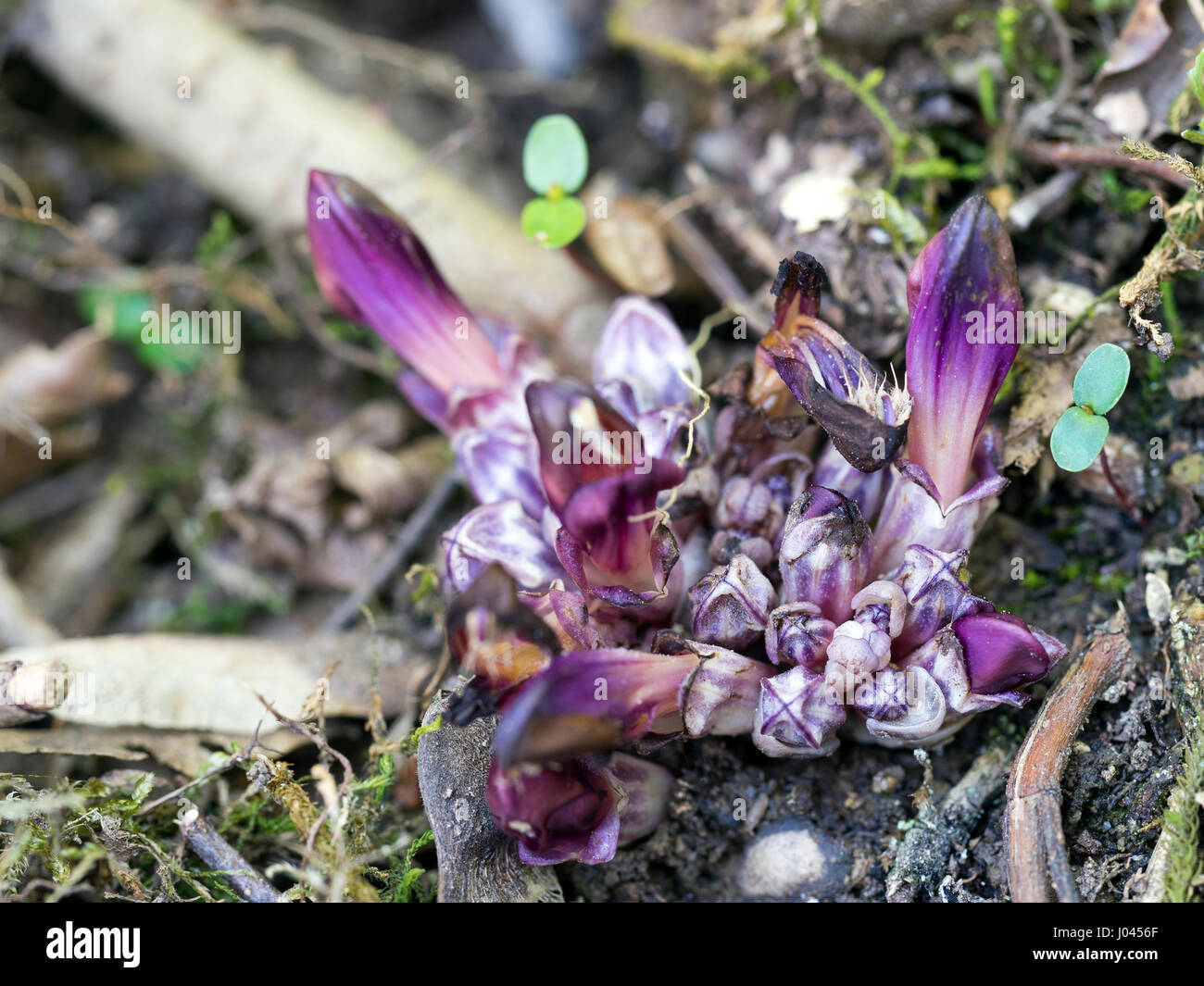 Piccolo, strano, impianto. Succhiamele prataiolo, Purple Toothwort. Foto Stock