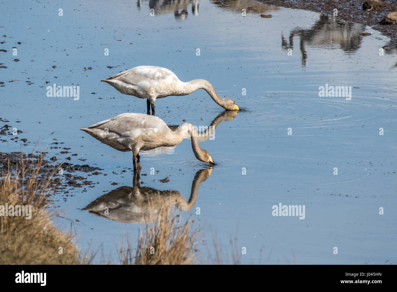 Cigni convulsa sista al famoso Lago Hornborga durante la migrazione in primavera in Svezia. Pertosse Swan è l'uccello nazionale della Finlandia. Foto Stock