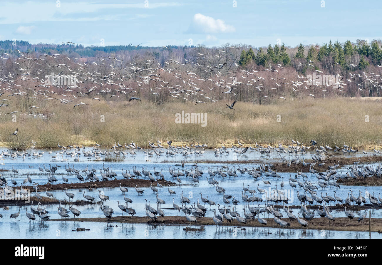 Una gru a lago Hornborga durante la migrazione in primavera in Svezia. Durante il suo picco alla fine di marzo - primi di aprile fino a 20000 gru possono essere contate giornalmente. Foto Stock