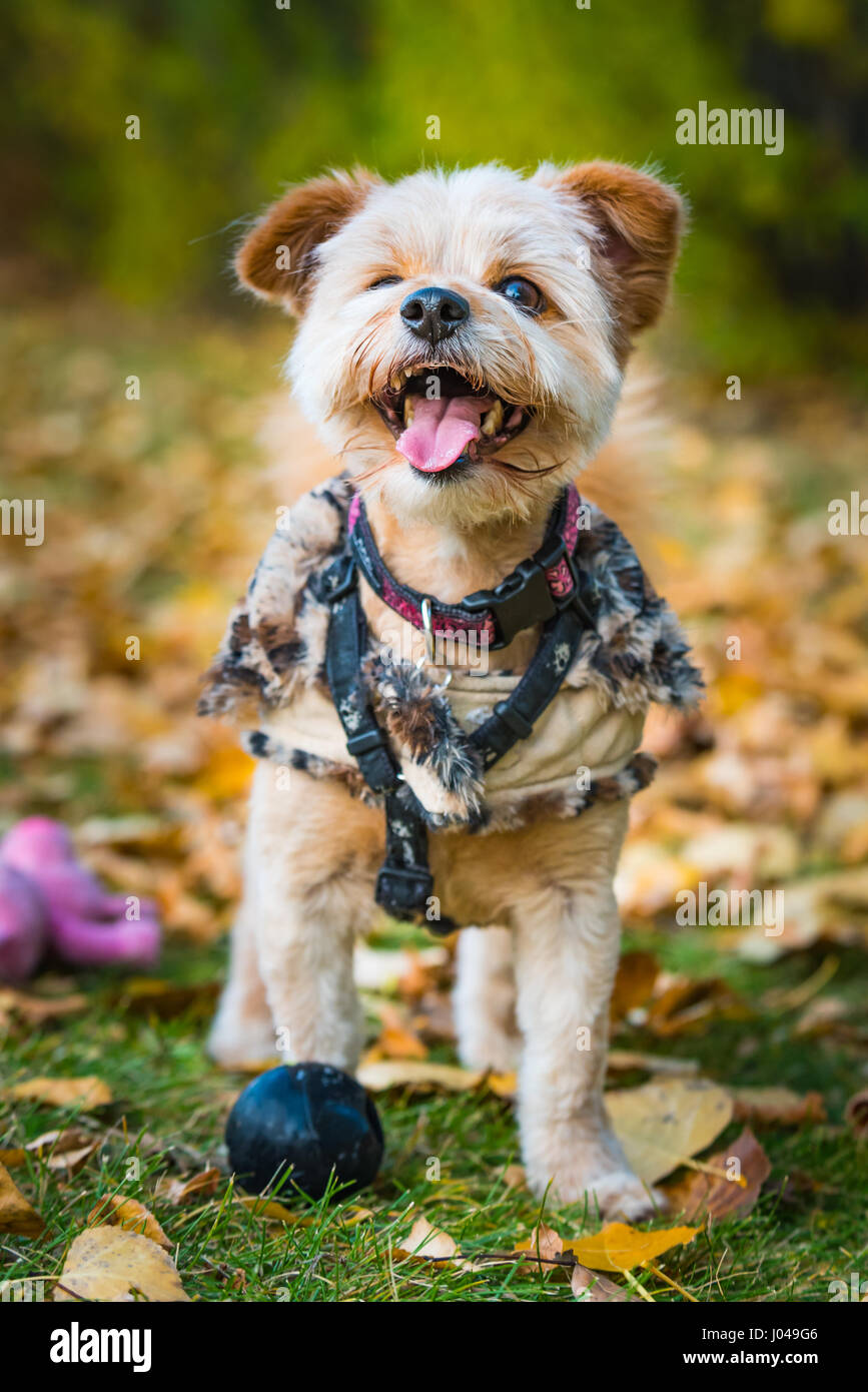 Giocattolo adorabile cucciolo di cane a suonare in un parco della città in autunno Foto Stock