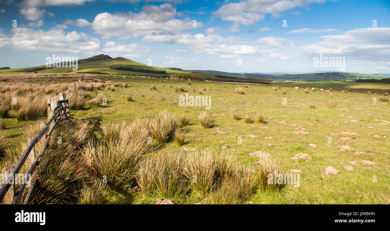 La foresta e i campi di pascolo sulle pendici del distintivo di altopiano meridionale colline di Ruber la legge in Scottish Borders. Foto Stock