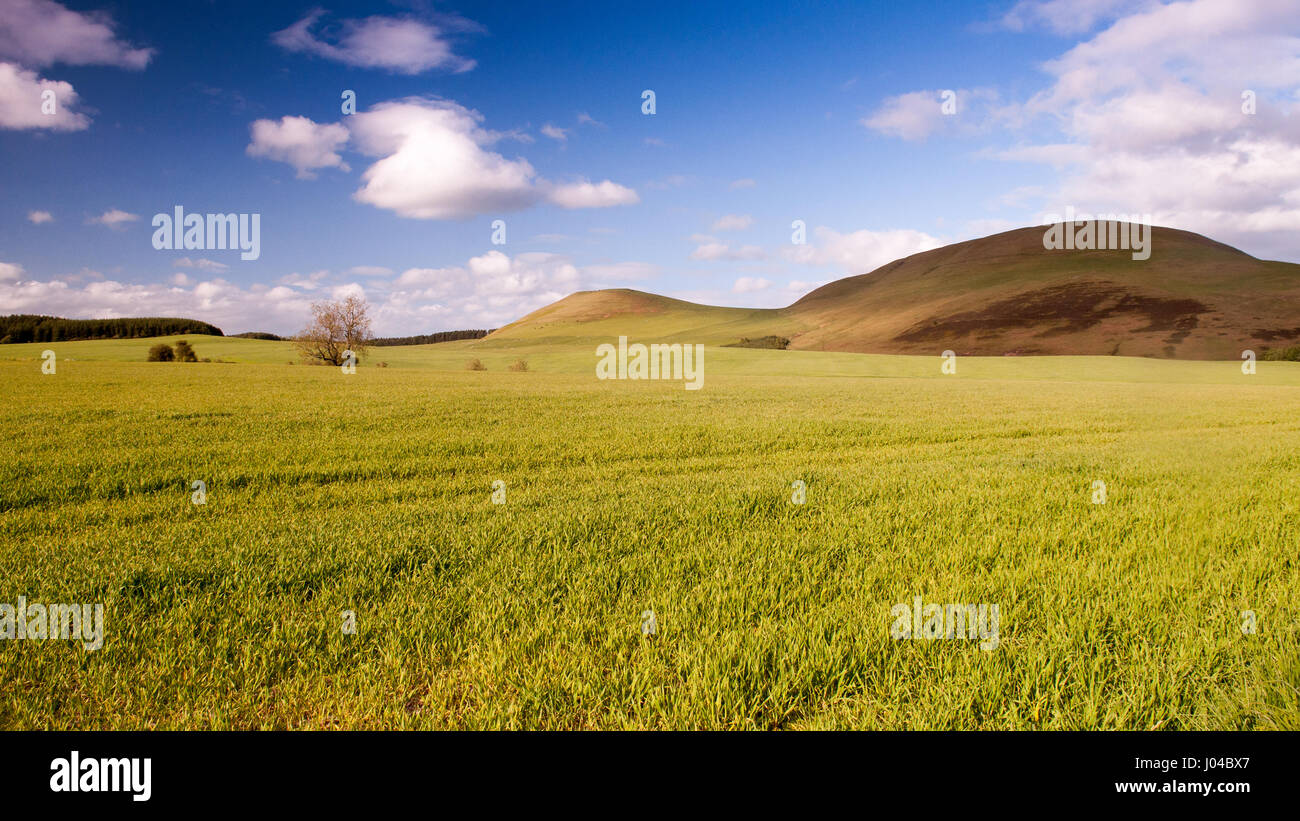 Verdi campi di colture e pascoli giacciono intorno al rotolamento distintivo Minto colline a sud della montagna di Scottish Borders. Foto Stock