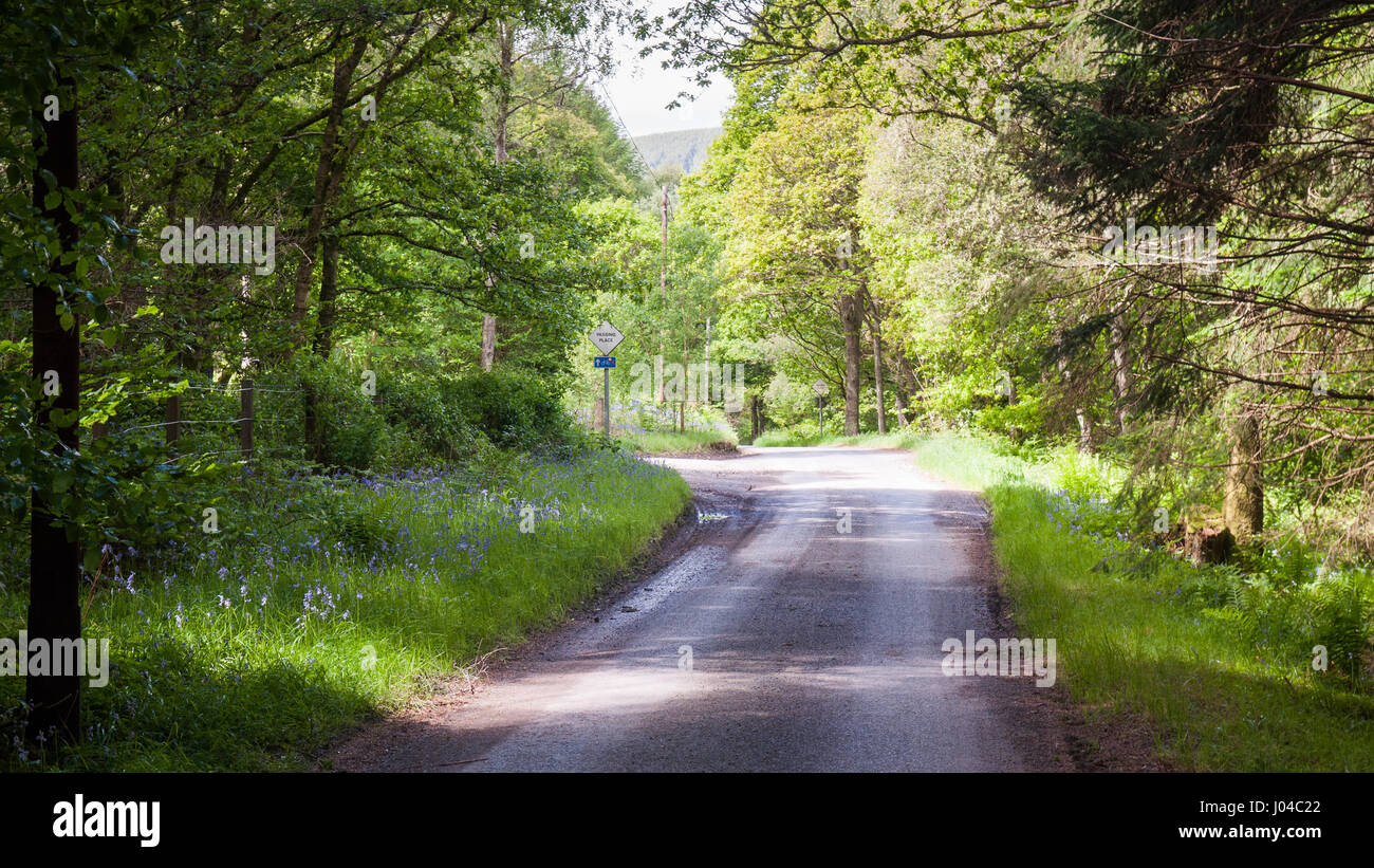 Una singola via vicolo del paese si snoda attraverso il bosco in Tweedale in Scottish Borders. Foto Stock