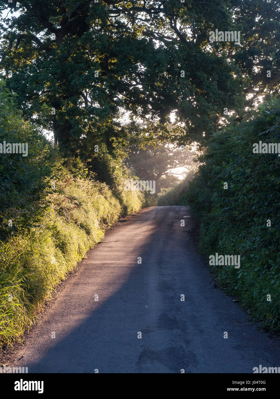 La mattina presto luce splende attraverso gli alberi e la lussureggiante vegetazione verge su strade strette di campagna in blackmore vale distretto di Dorset. Foto Stock