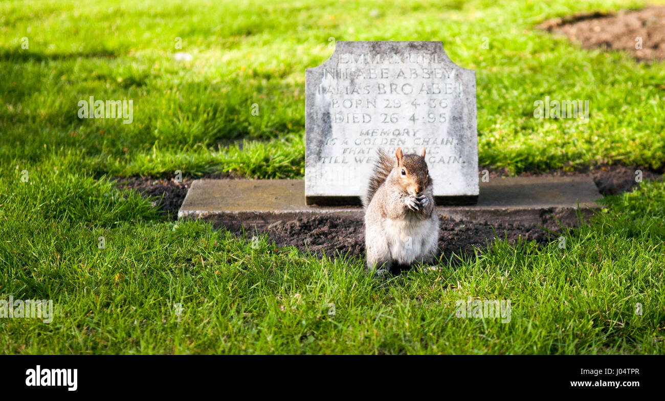Londra, Inghilterra - 11 Aprile 2010: uno scoiattolo grigio mangiare mentre appollaiato accanto ad una piccola tomba in pietra di San Paolo sagrato, Deptford. Foto Stock