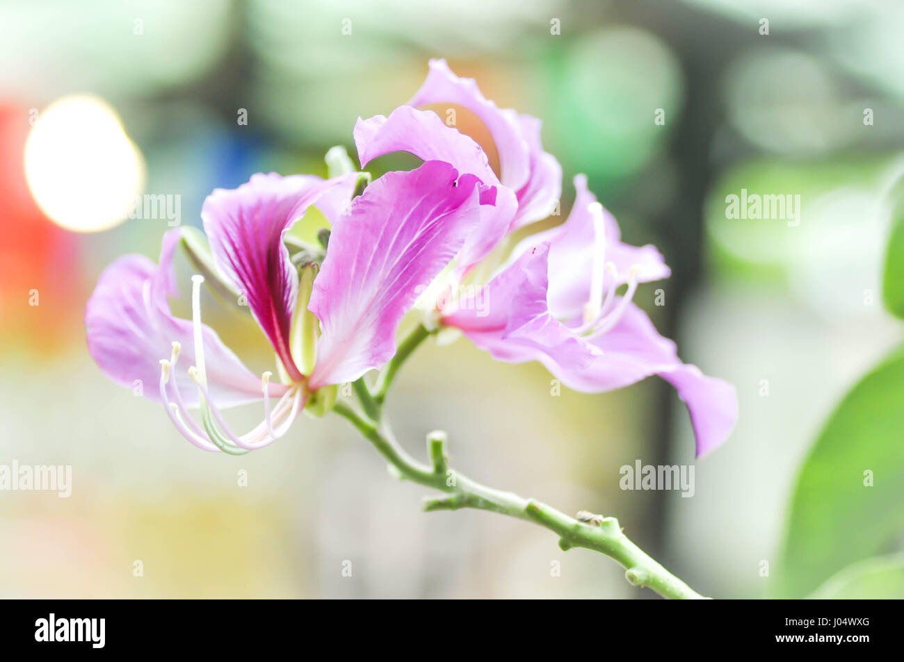 Bauhinia purpurea ,Orchid albero o viola Bauhinia fiore Foto Stock