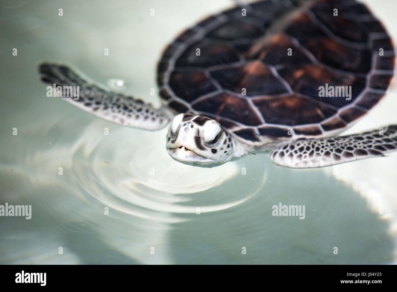 Baby turtle essendo favorito in un pool prima del rilascio in natura. Cancun, Messico. Foto Stock