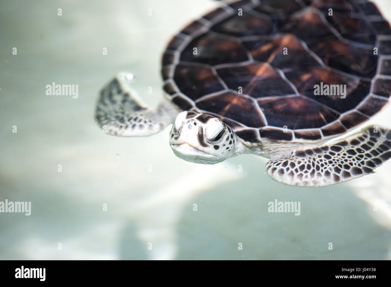 Baby turtle essendo favorito in un pool prima del rilascio in natura. Cancun, Messico. Foto Stock