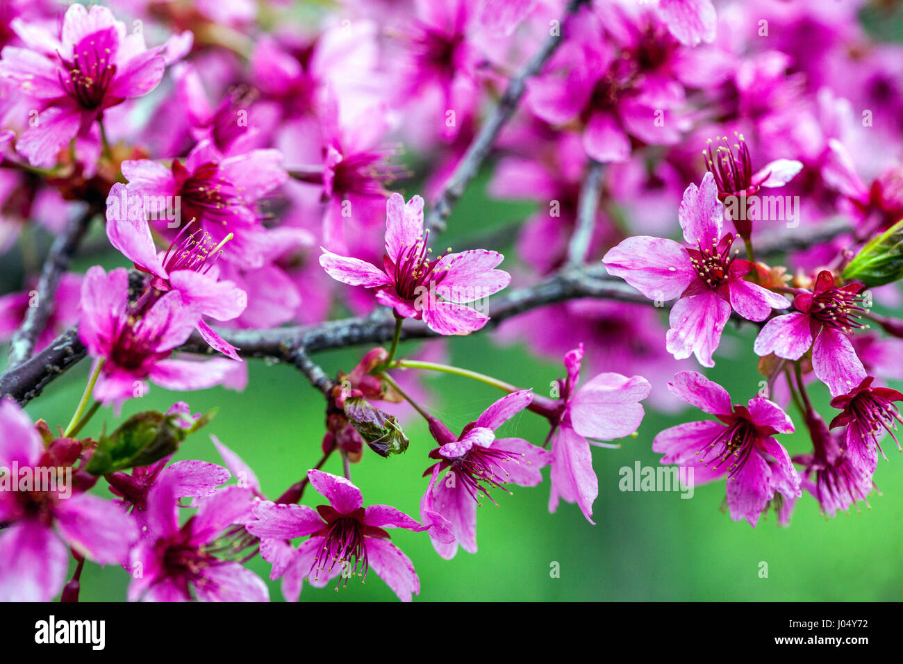 Fioritura ciliegio Prunus serrulata 'Collingwood Ingram' Foto Stock