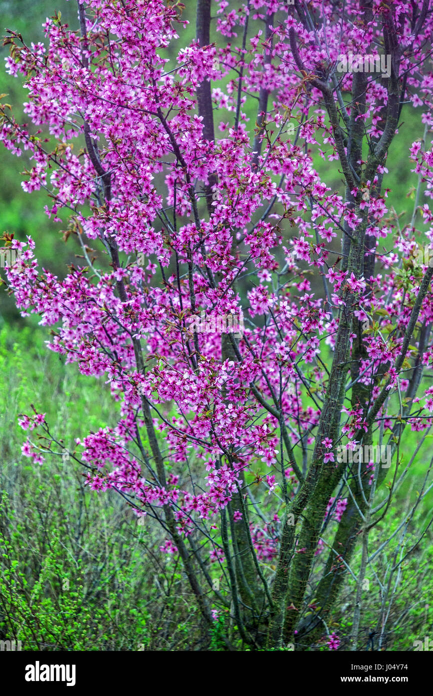 Albero fiorito albero di ciliegio Prunus serrolata 'Collingwood Ingram' Foto Stock