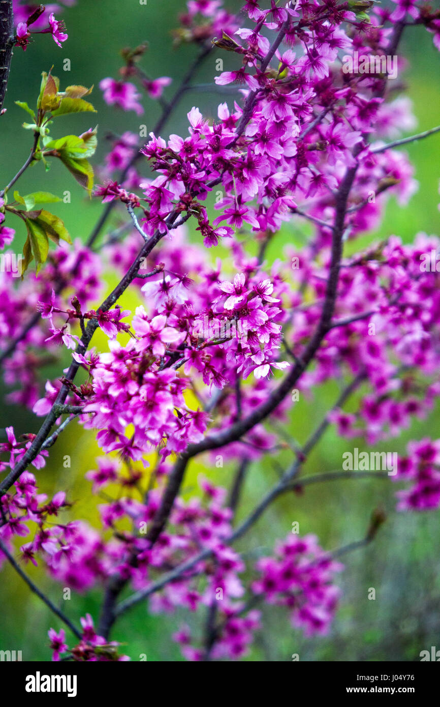 Fioritura albero di ciliegio Prunus Collingwood Ingram Foto Stock