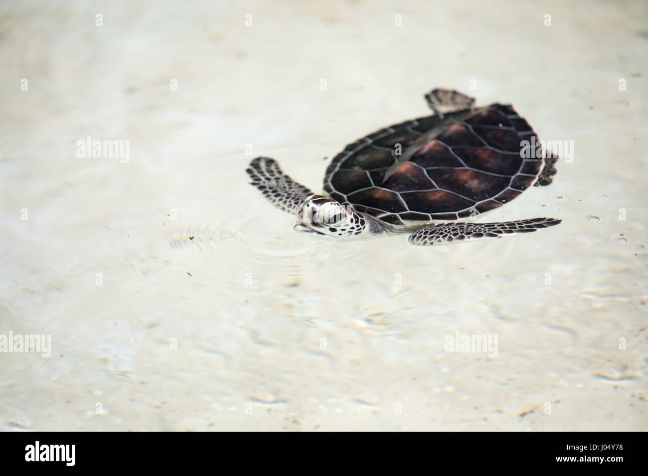 Baby turtle essendo favorito in un pool prima del rilascio in natura. Cancun, Messico. Foto Stock