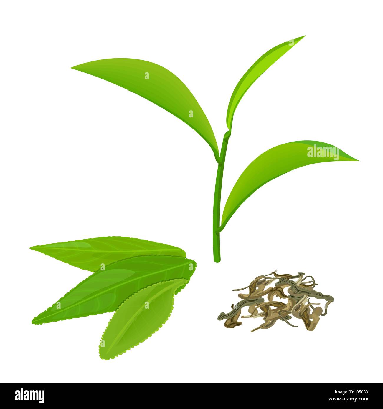 Foglie di tè verde e il ramoscello, tè fermentato, isolato su sfondo bianco. Vista laterale. Close up. Illustrazione Vettoriale. Per la cottura, food design, cosmetici, Illustrazione Vettoriale