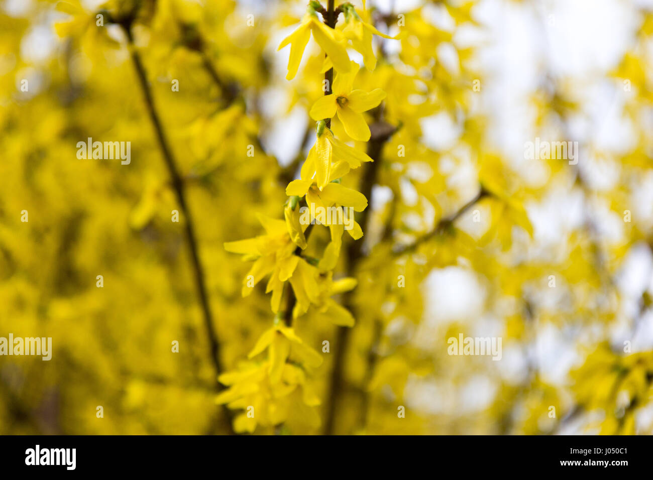 Fiori di albero in fiore giallo Foto Stock