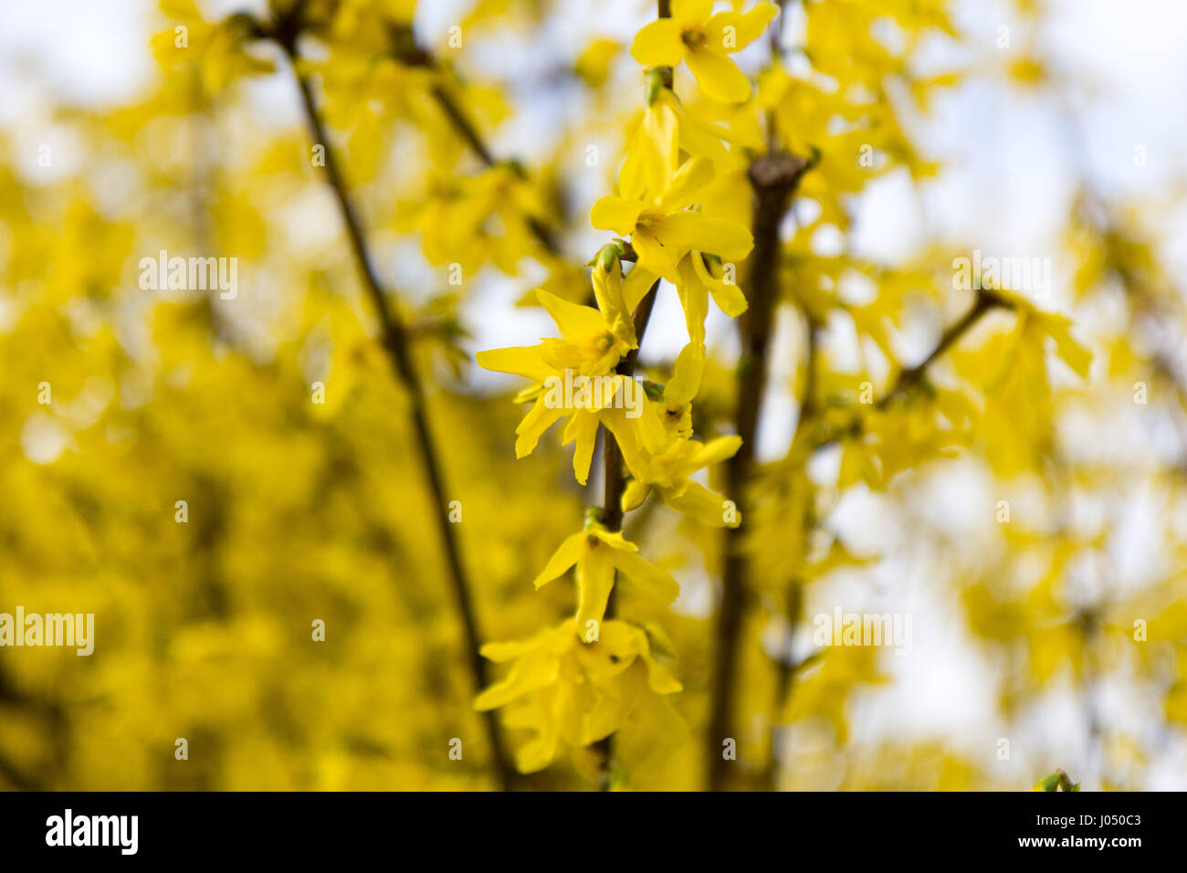 Fiori di albero in fiore giallo Foto Stock