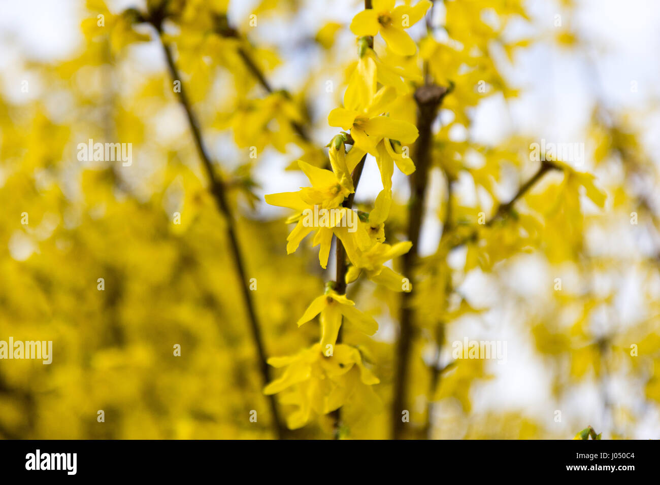 Fiori di albero in fiore giallo Foto Stock