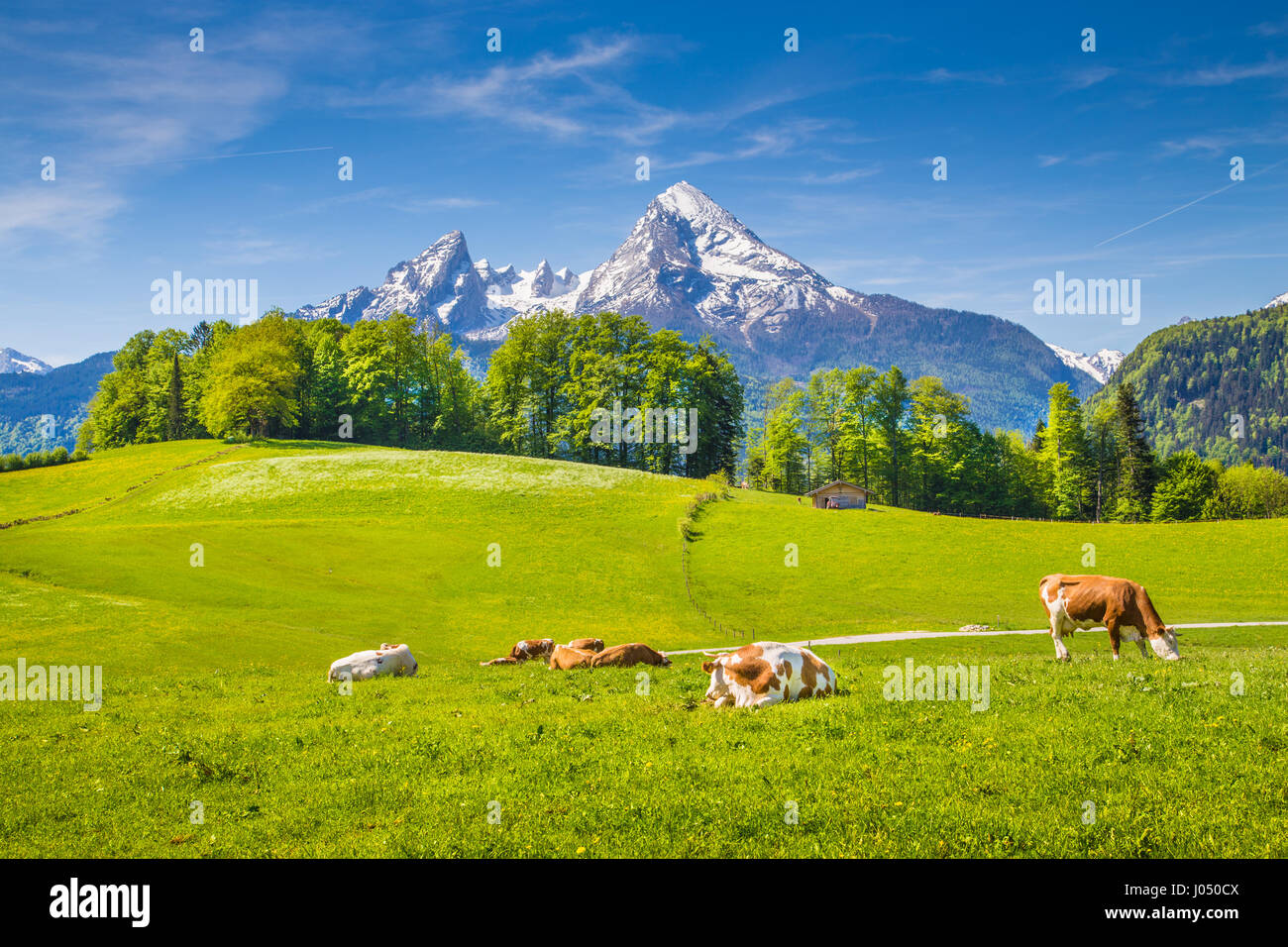 Idilliaco paesaggio estivo nelle Alpi con le mucche al pascolo su freschi verdi pascoli di montagna e innevate cime di montagna in background in primavera Foto Stock