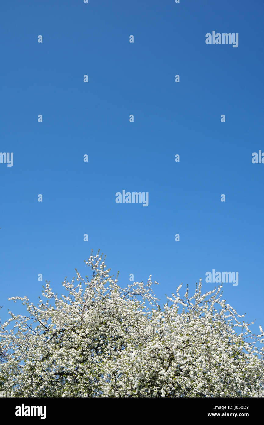 Bianco ciliegio in fiore e cielo chiaro sfondo Foto Stock