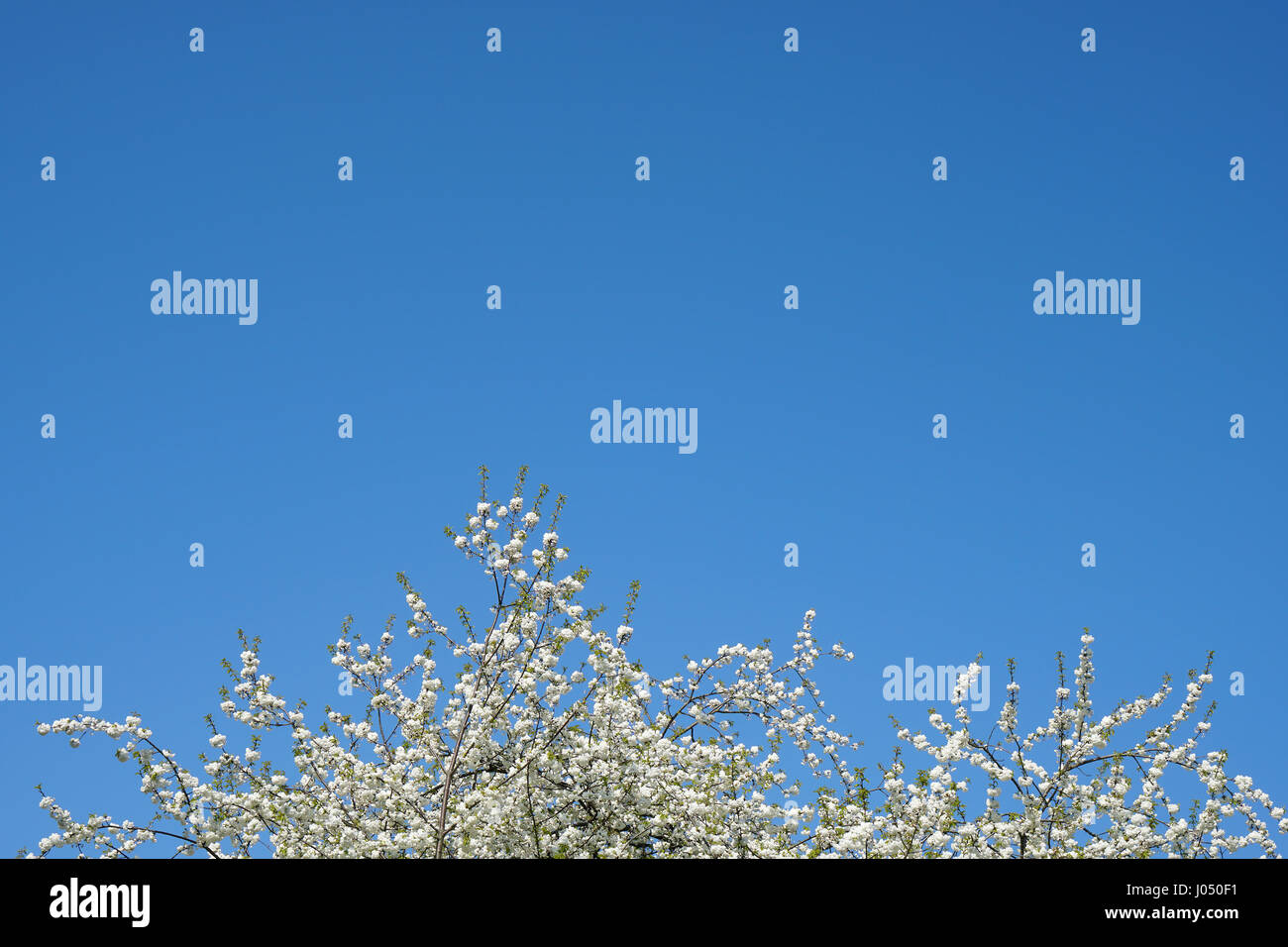 Bianco ciliegio in fiore e cielo blu sullo sfondo Foto Stock
