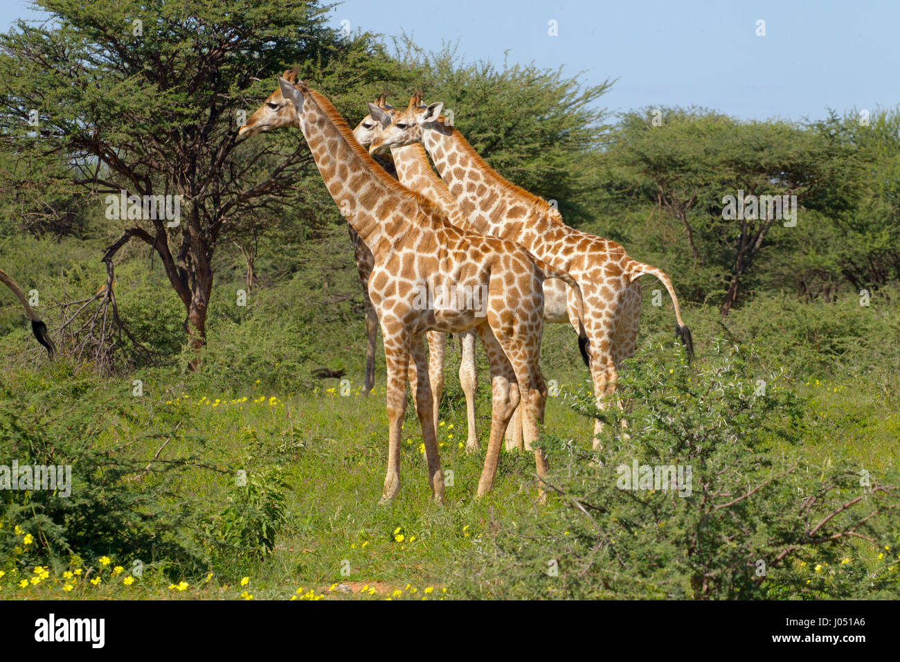 Angolana Giraffa giraffa giraffa angolensis Namibia settentrionale. Alimentazione della mandria Foto Stock