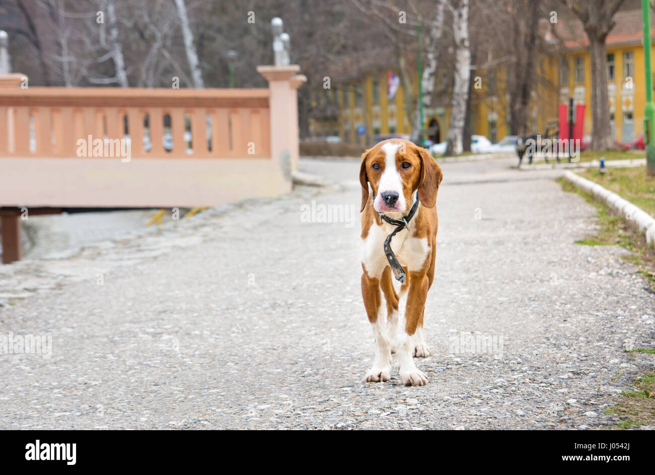 Triste cane beagle in piedi da sola nel parco Foto Stock