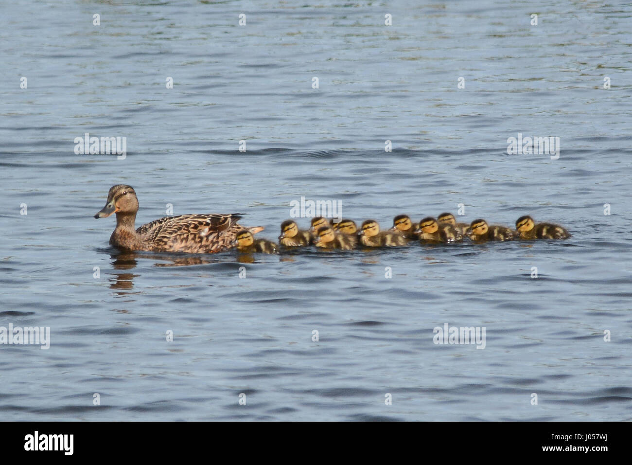Marazion, Cornwall, Regno Unito. Il 10 aprile 2017. Regno Unito Meteo. Il recente clima caldo ha visto la schiusa del primo anatroccoli della stagione a Marazion Marsh RSPB riserva. Credito: Simon Maycock/Alamy Live News Foto Stock