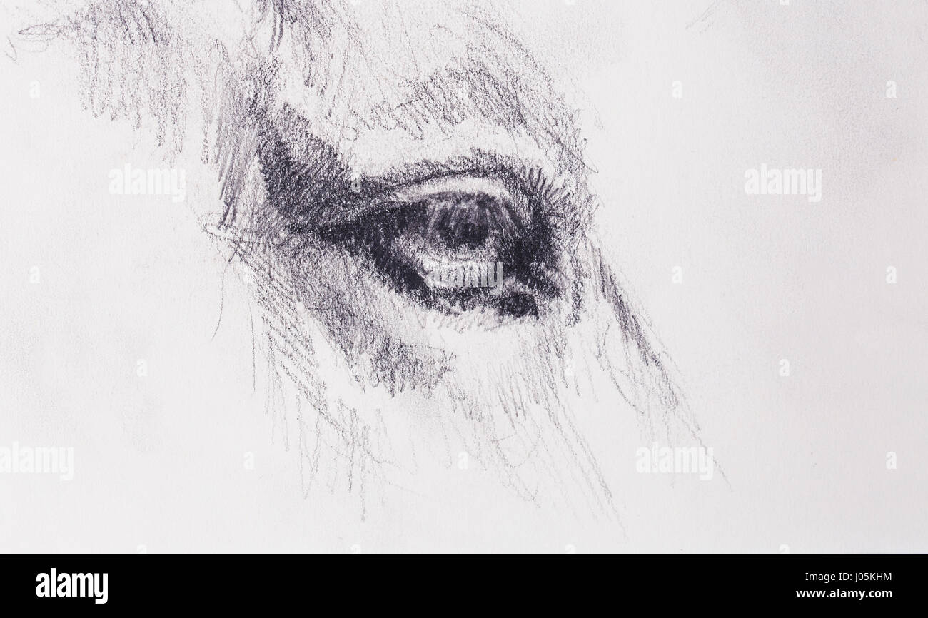 Occhio A Cavallo Sulla Vecchia Carta Originale Disegnare A