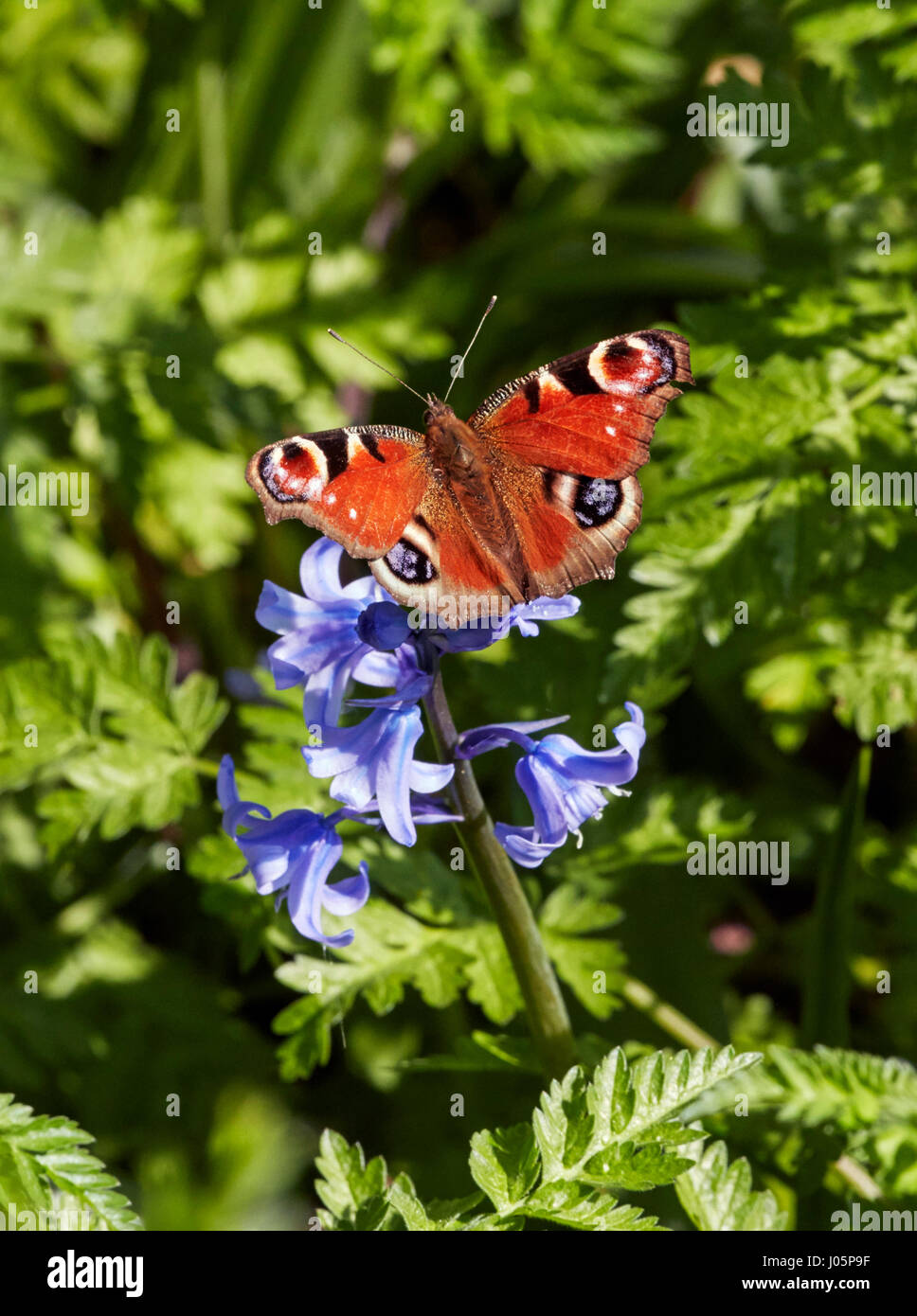 Farfalla pavone appollaiato su bluebell flower. Hurst Prati, East Molesey, Surrey, Regno Unito. Foto Stock