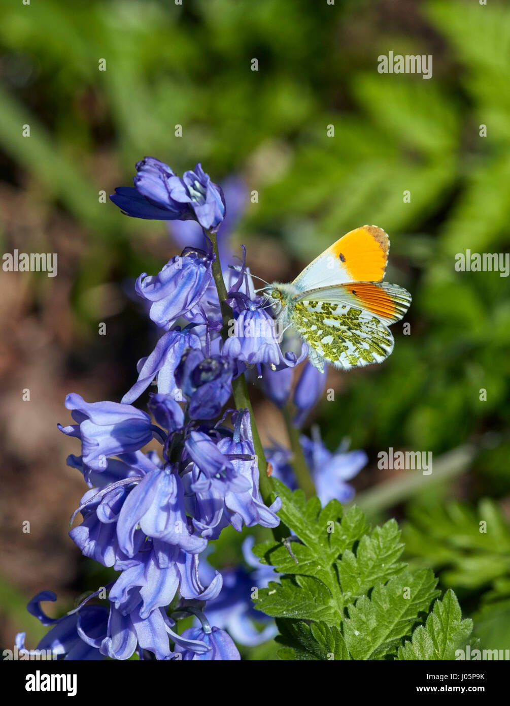 Orange punta nectaring maschio su Bluebell fiori. Hurst Prati, East Molesey, Surrey, Regno Unito. Foto Stock