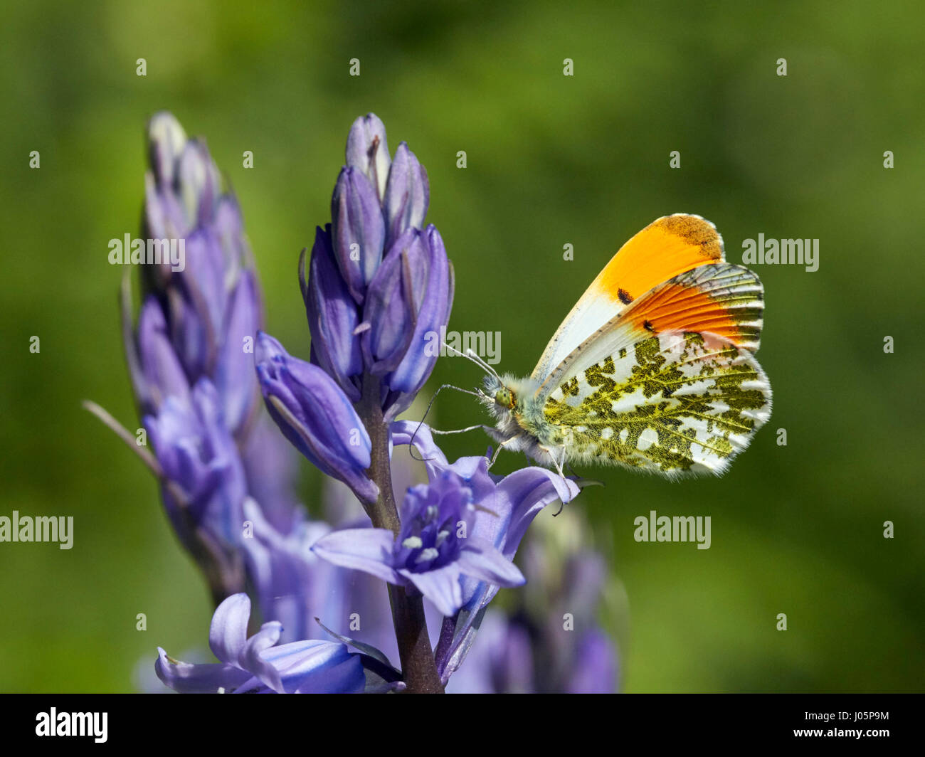 Orange punta nectaring maschio su Bluebell fiori. Hurst Prati, East Molesey, Surrey, Regno Unito. Foto Stock