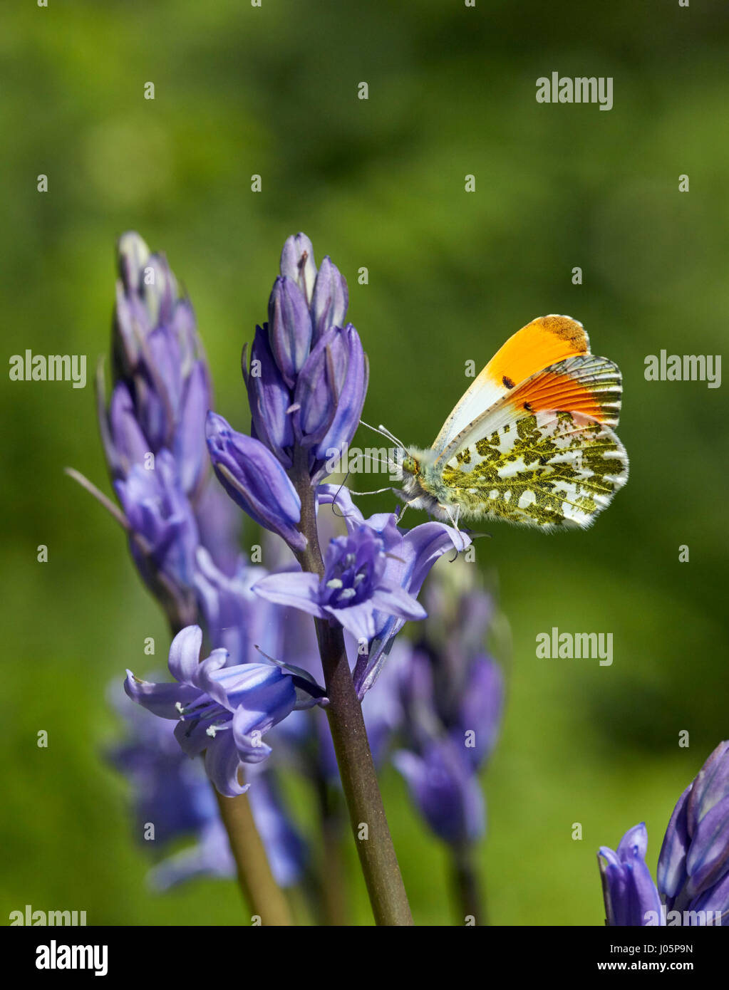 Orange punta nectaring maschio su Bluebell fiori. Hurst Prati, East Molesey, Surrey, Regno Unito. Foto Stock