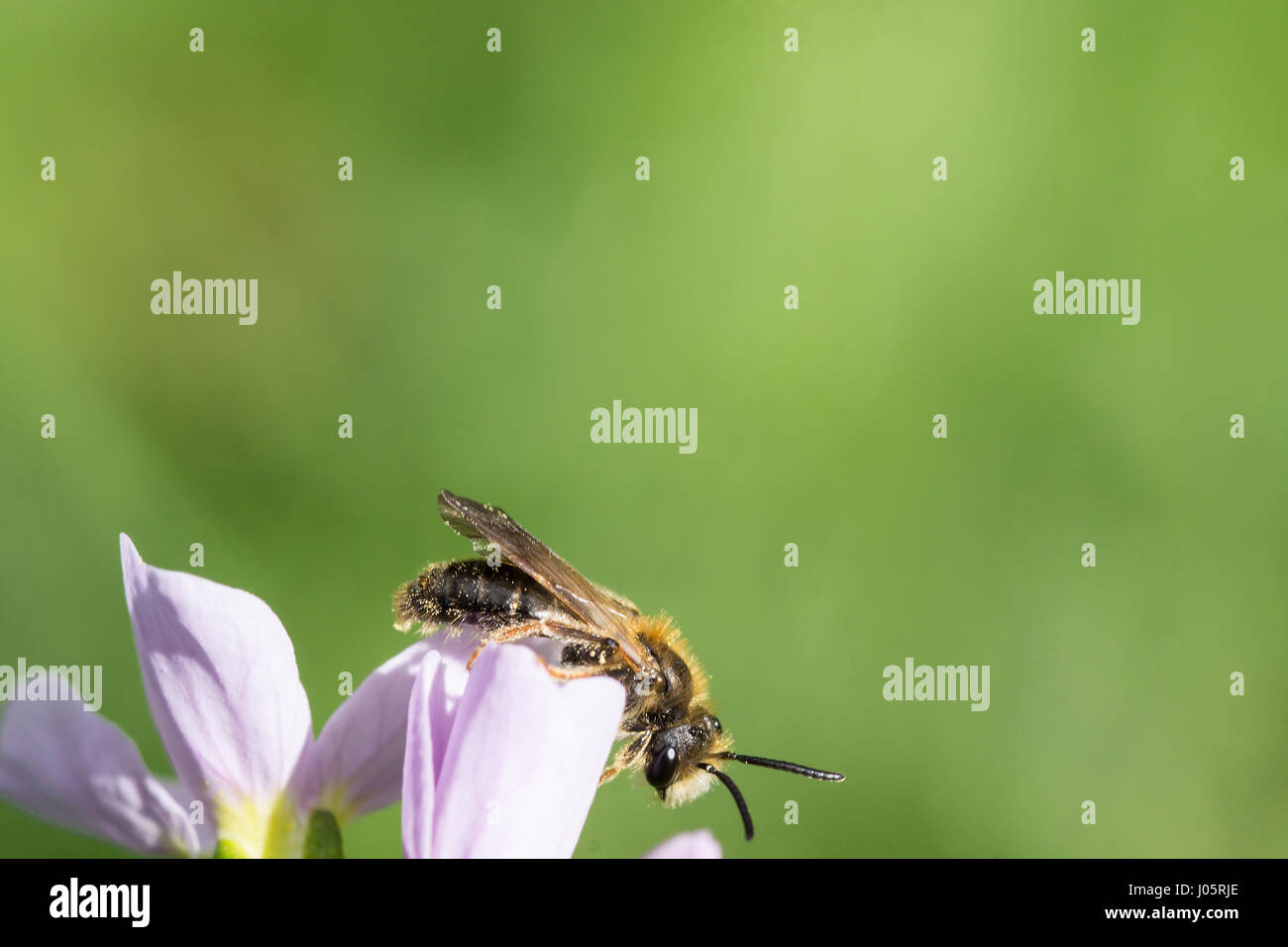 Close up di un miele delle api (Apis mellifera) seduti su un fiore con molto spazio come sfondo per il testo. Foto Stock