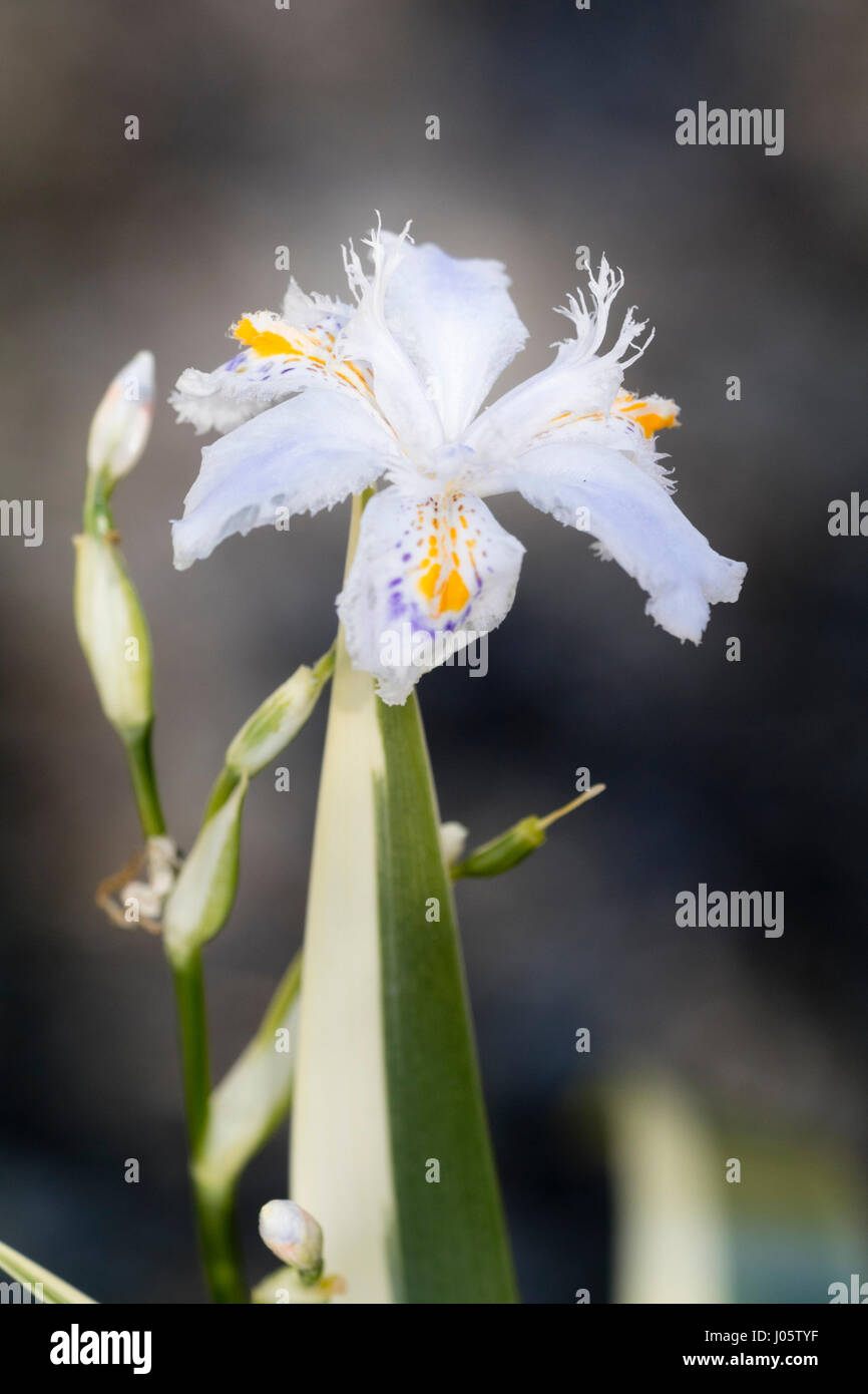 Fiori e steli dei fiori della variegata forma di crested Iris, Iris japonica variegata "" Foto Stock