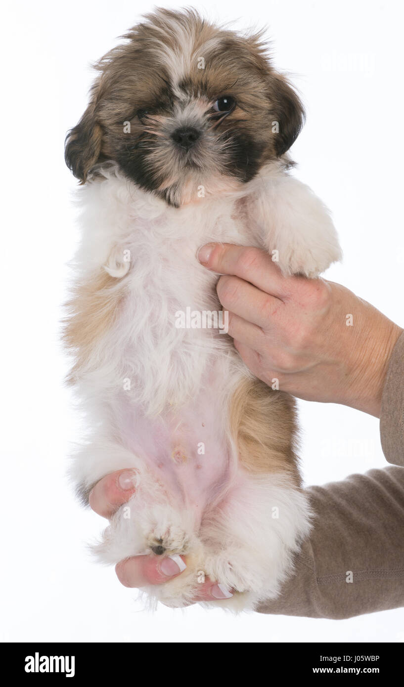Shih tzu cucciolo nato con solo tre gambe Foto Stock