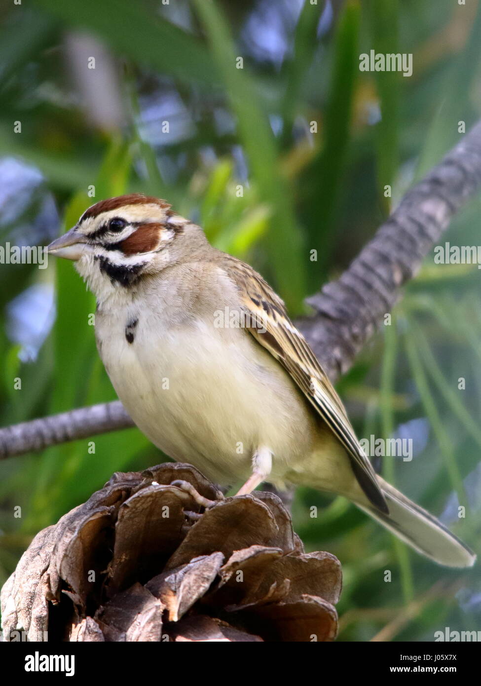 Song Sparrow appollaiato sul ramo Foto Stock