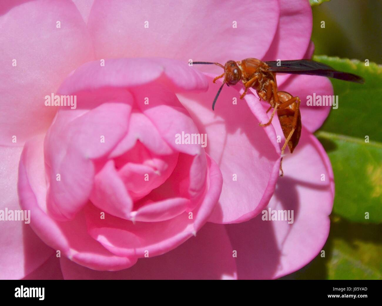 Camellia con red wasp Foto Stock