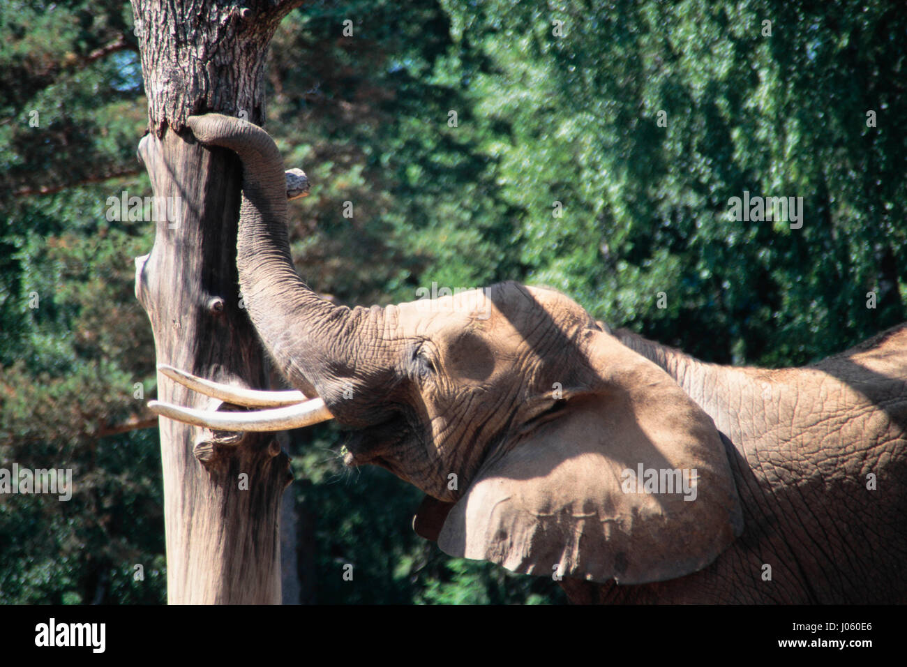 Elephant mangiare di corteccia di albero, boras national park, Svezia Foto Stock