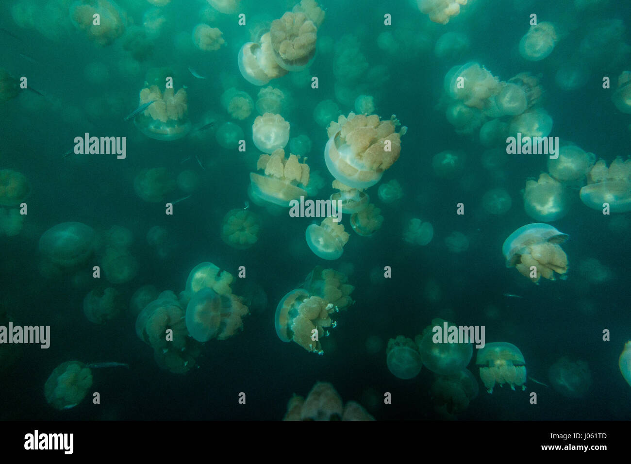 Lago di Medusa, PALAU: incredibili immagini e filmati mostra un uomo  tuffarsi in un lago circondato da centinaia di meduse. Le spettacolari  immagini mostrano il gran numero di Golden meduse, che per